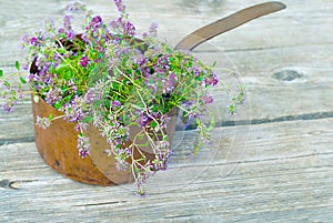 Fresh thyme in a old copper pot