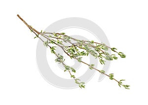 Fresh thyme spice isolated on white background. Sprig of thyme