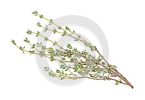 Fresh thyme sprig isolated on white background, close-up. Spices