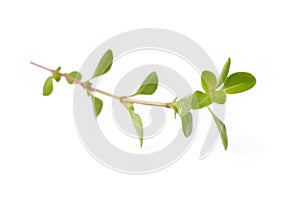 Fresh thyme on white background