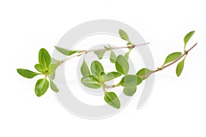 Fresh thyme on white background