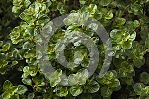Fresh Thymus pulegioides Tabor plant close up full frame