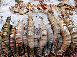 Fresh tiger prawns