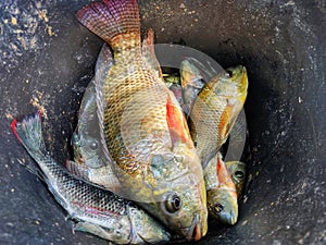 fresh Tilapia fish in basket after harvest
