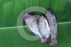 Fresh tilapia fish photo
