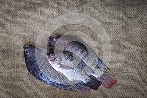 Fresh tilapia fish photo