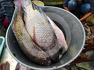 fresh tilapia fish which will be weighed using a traditional frog balance