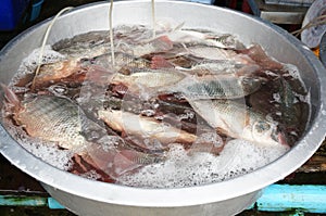 Fresh Tilapia fishes underwater for sale