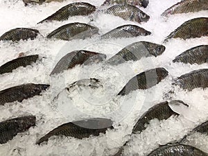 Fresh tilapia on ice for sale in the fish market at Thailand