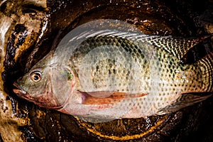 Fresh tilapia or nile tilapia fish