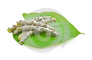 Fresh Tinospora crispa on white background photo