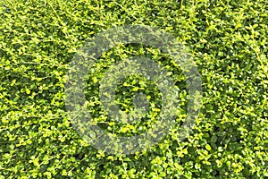 Fresh Tiny Green Leaves Background