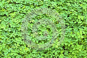 Fresh Tiny Green Leaves Background