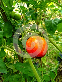 Fresh tipe tomatoes in the garden