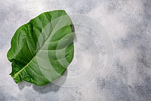 Fresh tobacco leaf Nicotiana tabacum  foliage atop grey concrete backdrop, copy space, top view photo