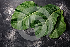 Fresh tobacco  leaves Nicotiana tabacum foliage atop black concrete backdrop, copy space, top view photo