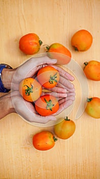 Fresh tomato fruit in hand