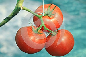 fresh tomato in garden