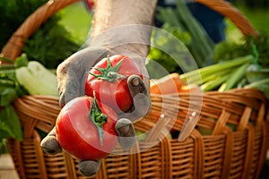 Fresh tomato in hands of farmer