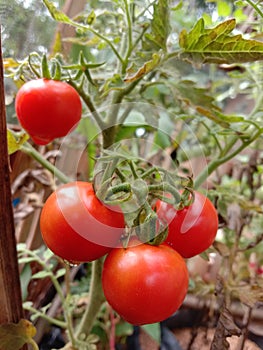 Fresh Tomato, home field, tomat