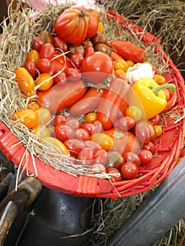 fresh tomato organic vegetables