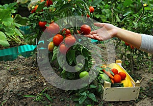 Fresh Tomato Plant