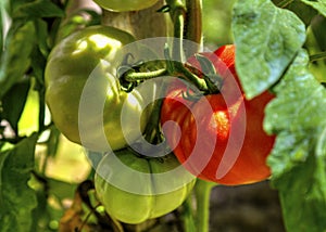 Fresh tomato plant