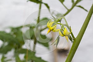 Fresh tomato plant. Natural tomatoes whit leaves, flowers and Stem.