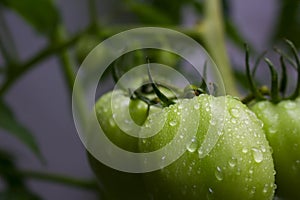 Fresh tomato plant. Natural tomatoes whit leaves, fruits and Stem.