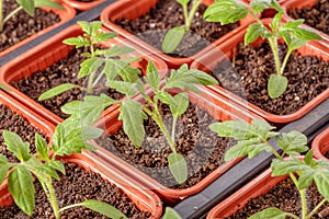 Fresh tomato seedling