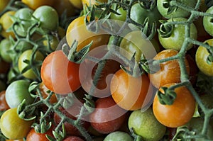 Fresh tomato vegatable with macro close up for food backgrounds