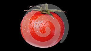 Fresh tomato with water droplets spin and float - isolated on neutral gray. Seamless loop, alpha channel included