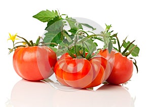 Fresh tomatoes