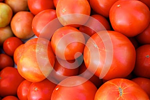 Fresh Tomatoes