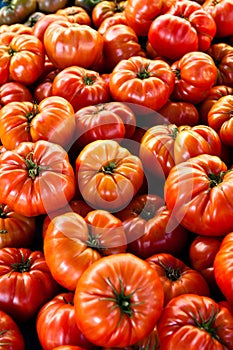 Fresh Tomatoes