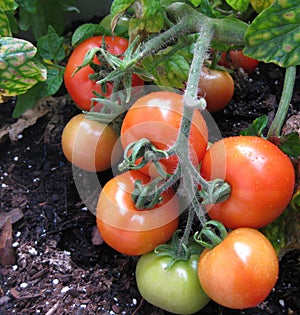 Fresh tomatoes