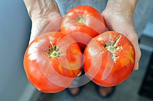 Fresh tomatoes