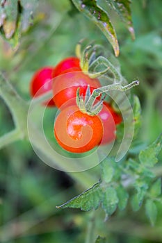 Fresh tomatoes