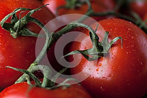 Fresh Tomatoes