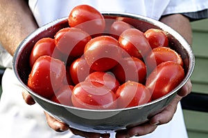 Fresh Tomatoes