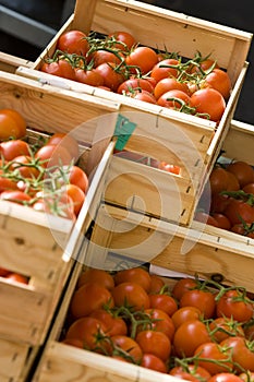 Fresh Tomatoes