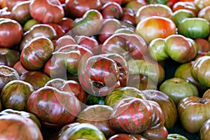 Fresh Tomatoes