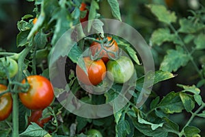 Fresh tomatoes.