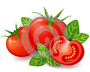 Fresh tomatoes with basil on white background