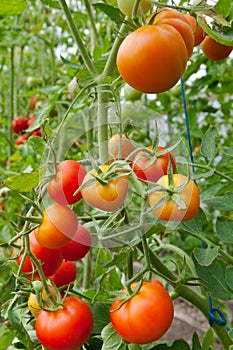 Fresh tomatoes on branch