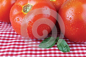 Fresh tomatoes photo
