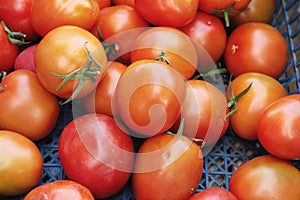 Fresh tomatoes for cooking in the market