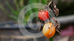 fresh tomatoes with dead and dry branches