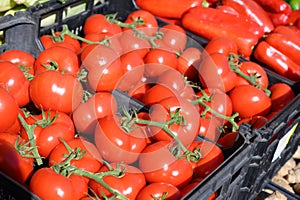 Fresco tomates sobre el agricultores El mercado según la temporada verduras a en pequeno portugués municipio más cercano 