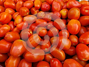 fresh tomatoes fresh red tomatoes tomatoes in bulk